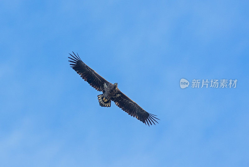 白尾飞鹰(Haliaeetus albicilla)